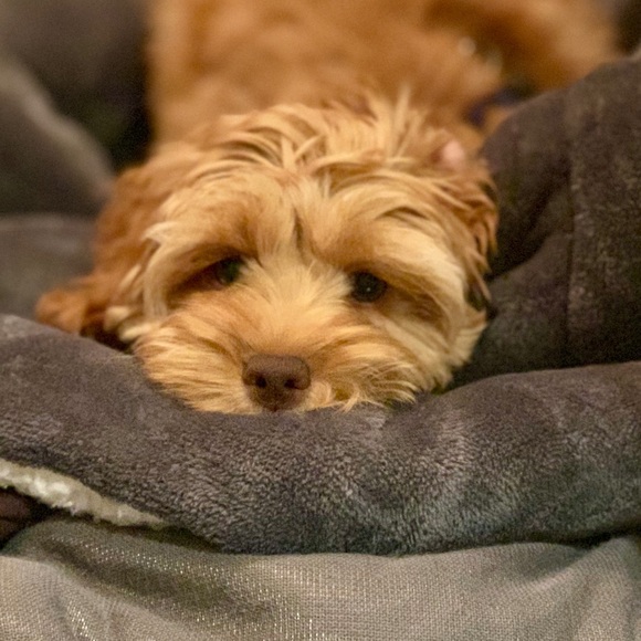 Meet your Posher, Posh - Picture 1 of 1